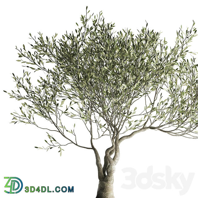 Olive tree 969. olive tree metal pot landscaping outdoor rust 3D Models