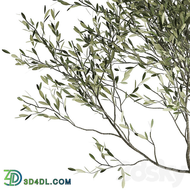 Olive tree 969. olive tree metal pot landscaping outdoor rust 3D Models