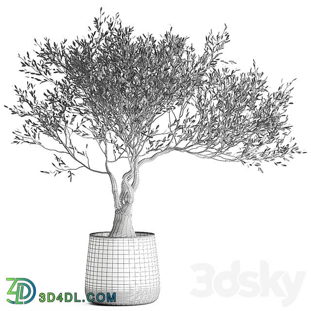 Olive tree 969. olive tree metal pot landscaping outdoor rust 3D Models