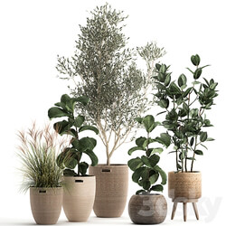 Plant collection 972. Olive basket rattan tree reed flowerpot eco design Scandinavian style 3D Models 