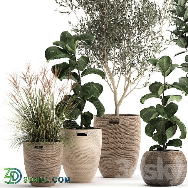 Plant collection 972. Olive basket rattan tree reed flowerpot eco design Scandinavian style 3D Models