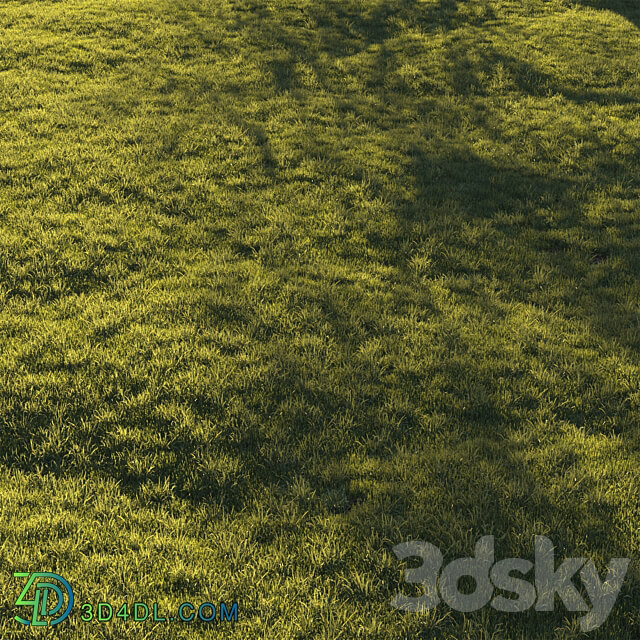 Lawn grass