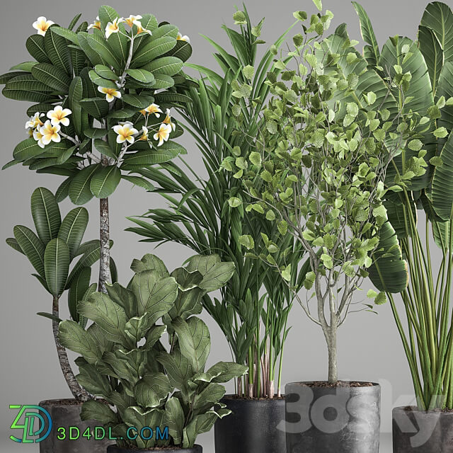 Plant collection 984. strelitzia tree ficus plumeria black pot Hazel 3D Models