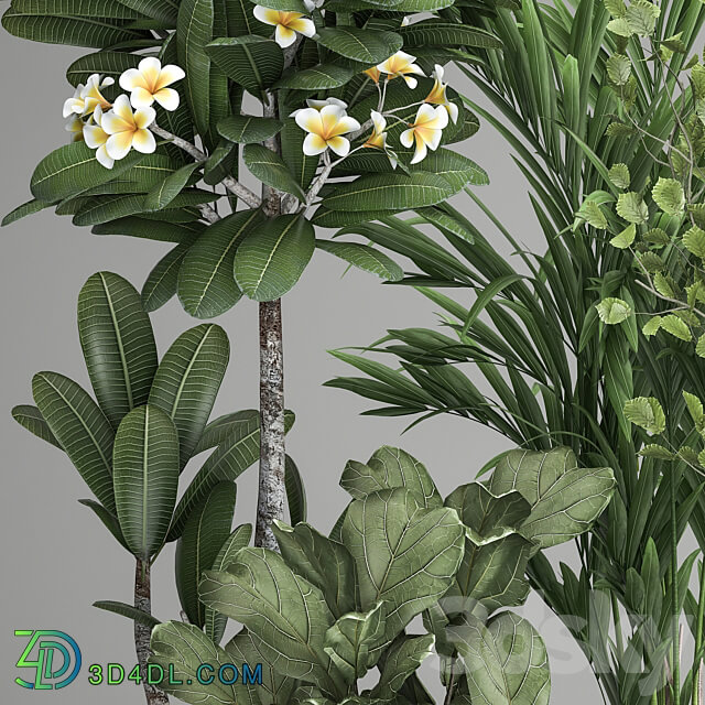 Plant collection 984. strelitzia tree ficus plumeria black pot Hazel 3D Models