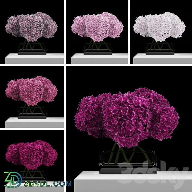 Pink hydrangeas 3D Models