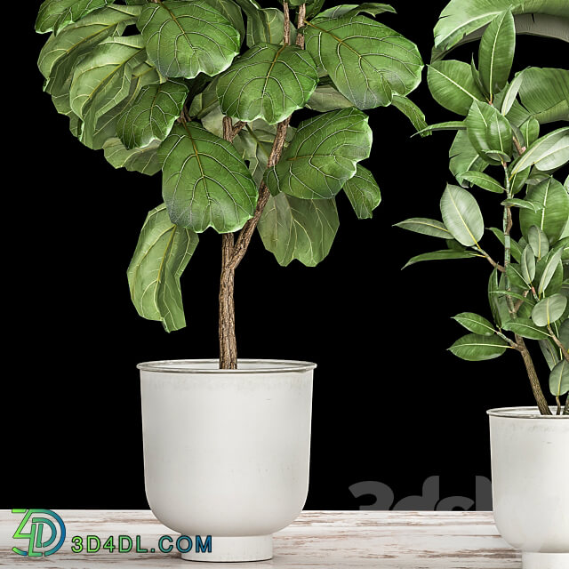 Plant collection 1018. Strelitzia Ficus lyrata tree white flowerpot 3D Models
