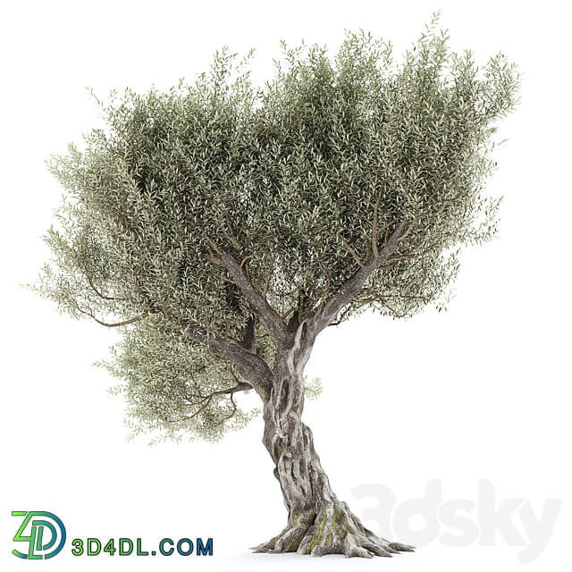 Olive tree 1