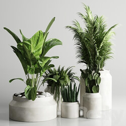 Collection indoor plant 96 pot plant palm fern cactus concrete vase 