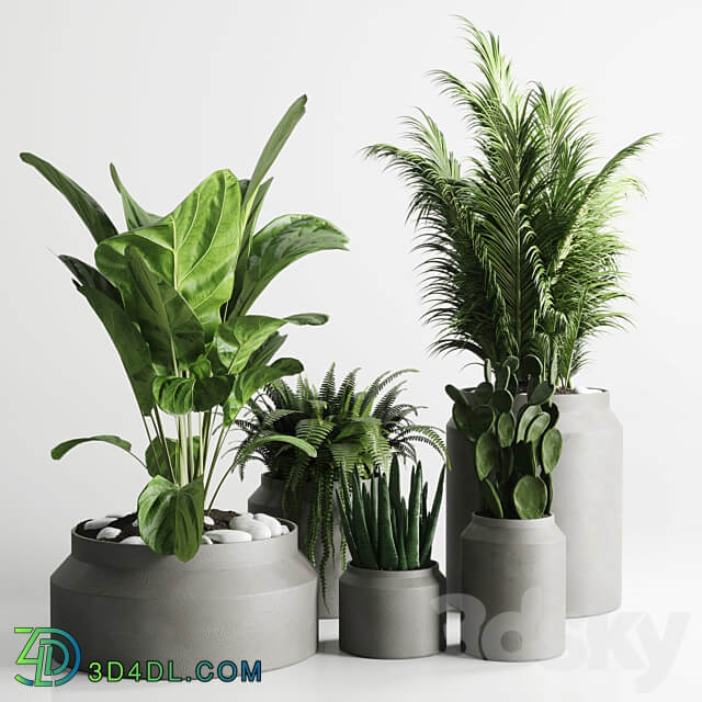 Collection indoor plant 96 pot plant palm fern cactus concrete vase