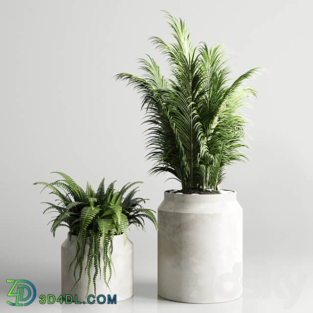 Collection indoor plant 96 pot plant palm fern cactus concrete vase