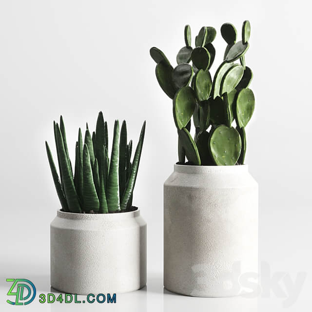 Collection indoor plant 96 pot plant palm fern cactus concrete vase