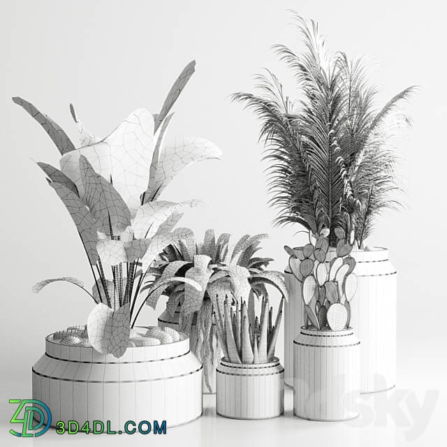 Collection indoor plant 96 pot plant palm fern cactus concrete vase