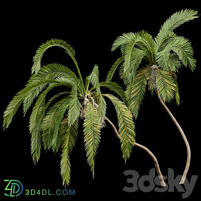 Queen Palm 4 Trees Syagrus Romanzoffiana