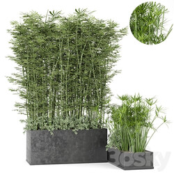 Outdoor Plants Bamboo in rusty Concrete Pot Set 246 