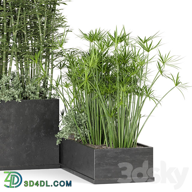 Outdoor Plants Bamboo in rusty Concrete Pot Set 246