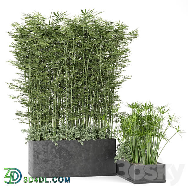 Outdoor Plants Bamboo in rusty Concrete Pot Set 246
