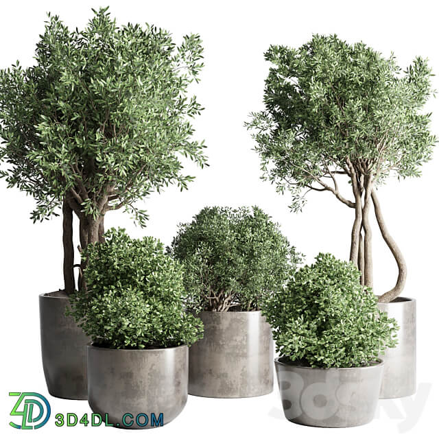 Collection Outdoor Indoor plant 53 concrete dirt vase pot tree bush