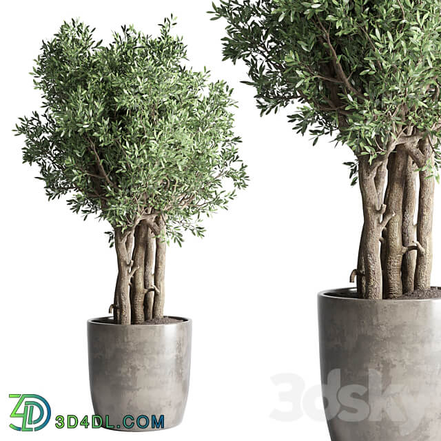 Collection Outdoor Indoor plant 53 concrete dirt vase pot tree bush