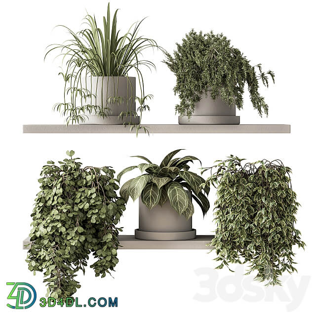 indoor Plant Set 281 Plant pot on shelves