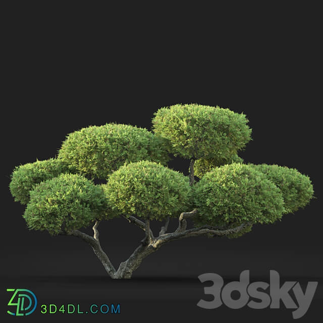 Bonsai 3D Models 3DSKY