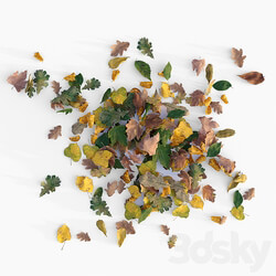 Autumn leaves 3D Models 3DSKY 