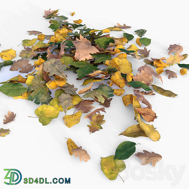 Autumn leaves 3D Models 3DSKY