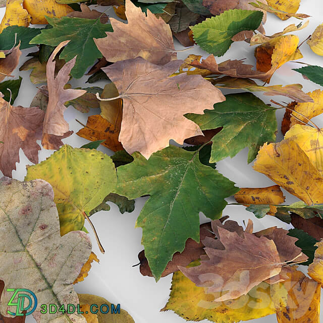 Autumn leaves 3D Models 3DSKY