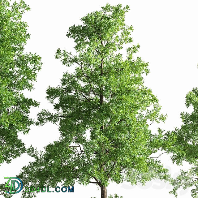 Eucalyptus tree forest 4 tree corona 3D Models 3DSKY