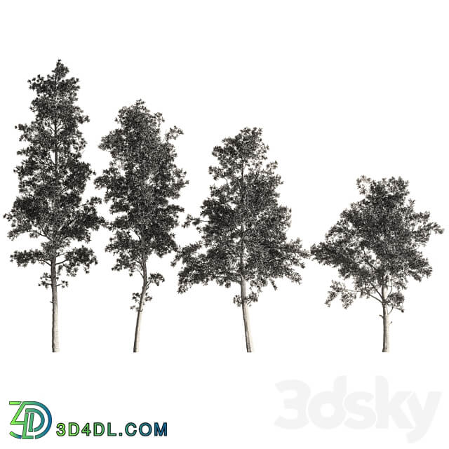 Eucalyptus tree forest 4 tree corona 3D Models 3DSKY