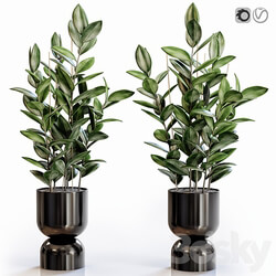 Rubber Plant 2 in modern vase 3D Models 3DSKY 