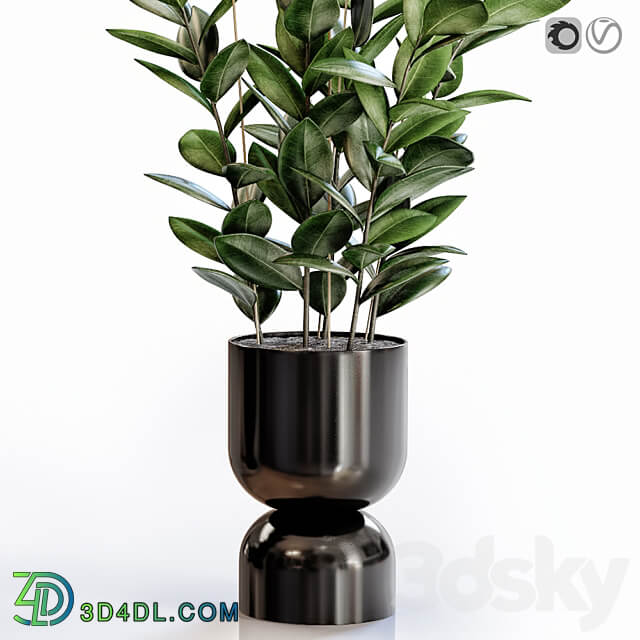 Rubber Plant 2 in modern vase 3D Models 3DSKY