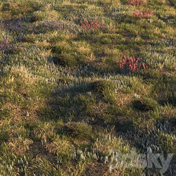 Field herbs grass 3D Models 3DSKY 