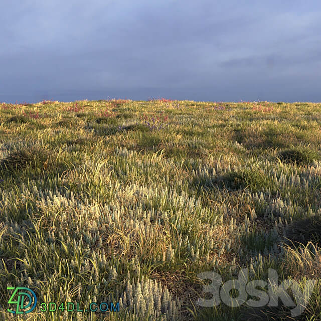 Field herbs grass 3D Models 3DSKY