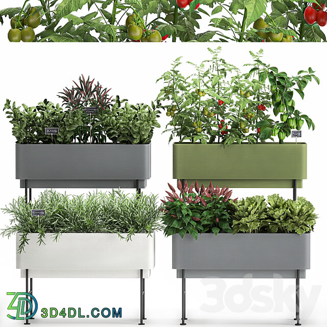 Plant collection 1059. Vegetable garden in the kitchen vegetables tomatoes peppers herbs flowerpot set Rosemary lettuce Lettuce 3D Models