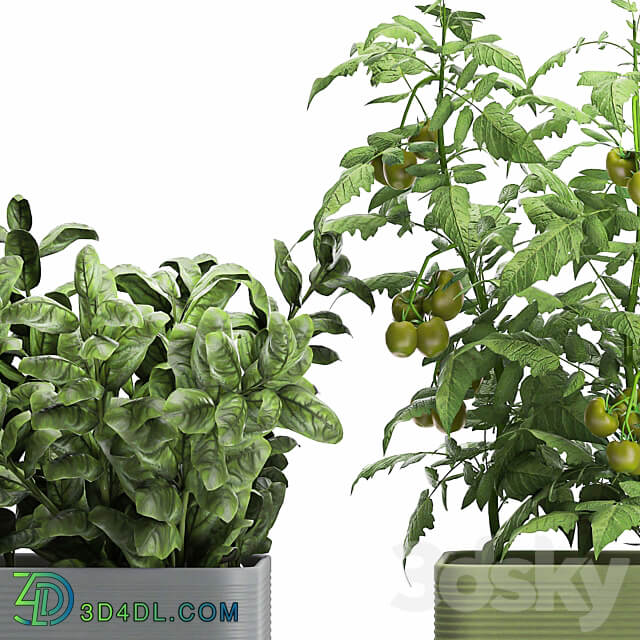 Plant collection 1059. Vegetable garden in the kitchen vegetables tomatoes peppers herbs flowerpot set Rosemary lettuce Lettuce 3D Models