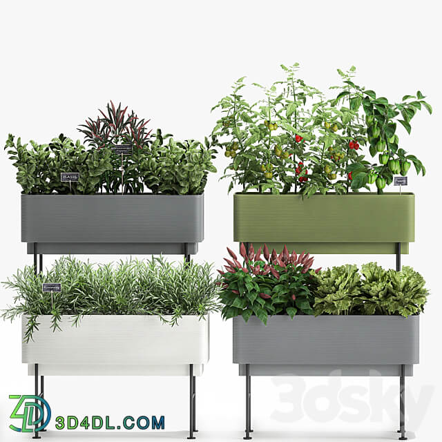 Plant collection 1059. Vegetable garden in the kitchen vegetables tomatoes peppers herbs flowerpot set Rosemary lettuce Lettuce 3D Models