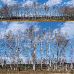 Panorama with birches. 30k 3D Models 3DSKY 