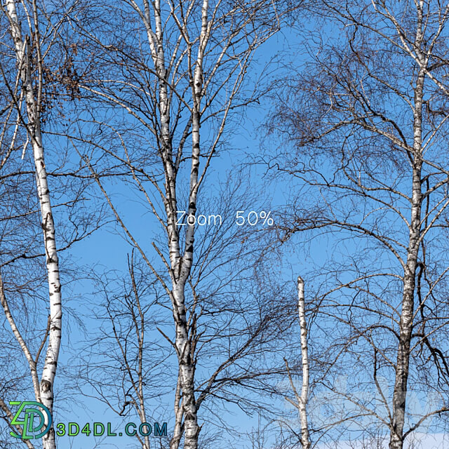 Panorama with birches. 30k 3D Models 3DSKY