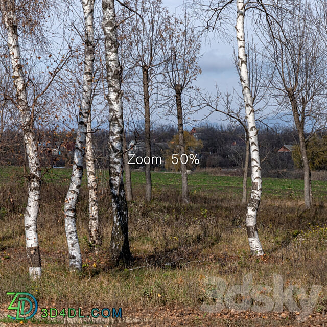 Panorama with birches. 30k 3D Models 3DSKY