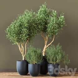 Indoor Plant Vol 19 3D Models 3DSKY 