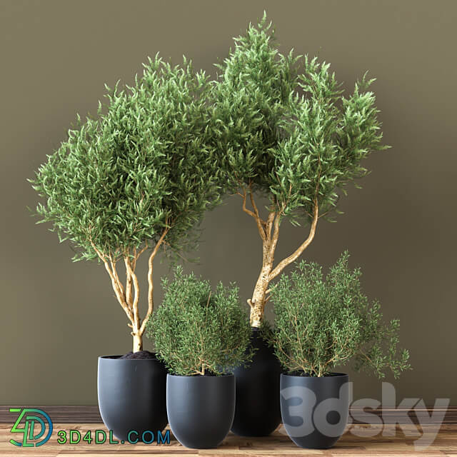 Indoor Plant Vol 19 3D Models 3DSKY