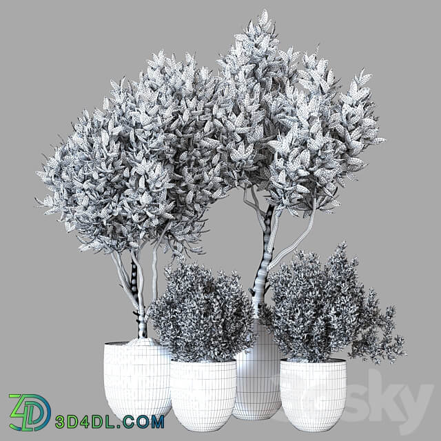 Indoor Plant Vol 19 3D Models 3DSKY