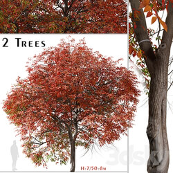 Set of Chinese pistache Tree Pistacia chinensis 2 Trees 3D Models 3DSKY 