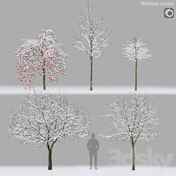 Winter trees 1 3D Models 3DSKY 