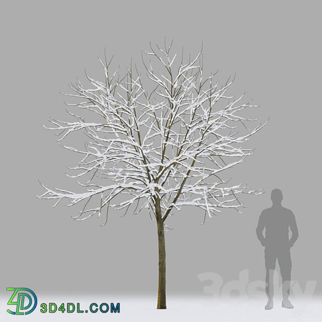 Winter trees 1 3D Models 3DSKY