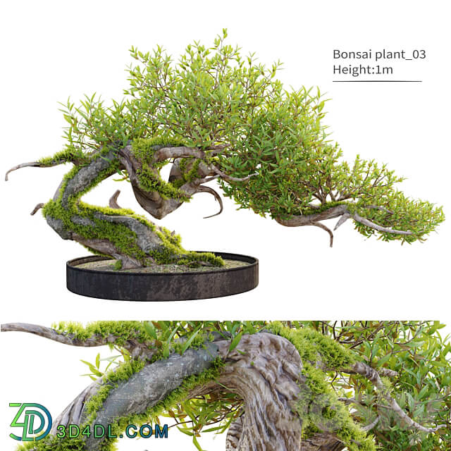 Bonsai plant 03 3D Models 3DSKY