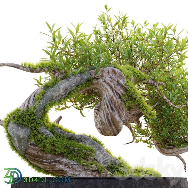 Bonsai plant 03 3D Models 3DSKY