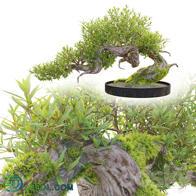 Bonsai plant 03 3D Models 3DSKY