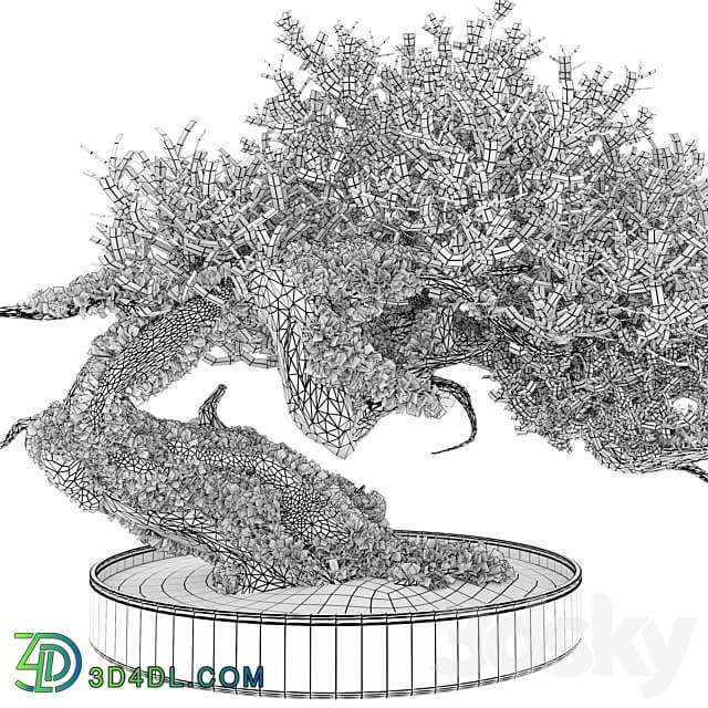 Bonsai plant 03 3D Models 3DSKY