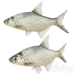 Abramis brama fish 3D Models 